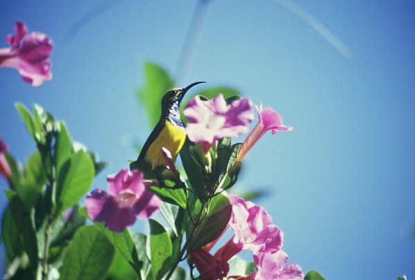 Sun bird. Photo: L. Bobke